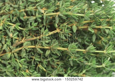 Bunch of Fresh Thyme. Close-up and Background Photo