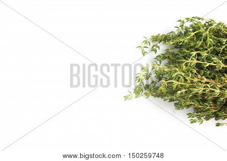 Bunch of Fresh Thyme isolated in white background
