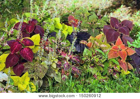 Autumn colorful leaves plants - Coleus and Hypoestes in botanical garden