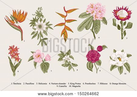 Exotic flowers set. Botanical vector vintage illustration. Design elements. Colorful.