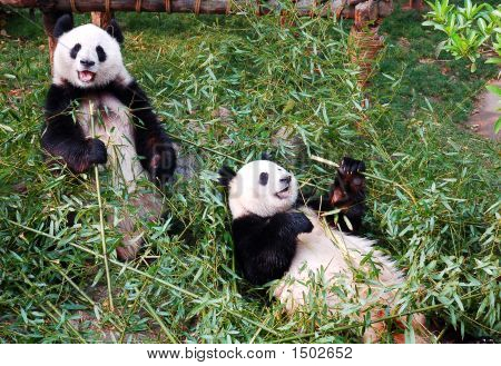 Panda
