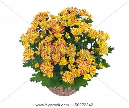 Fall mums flowers in clay pot separated on white background