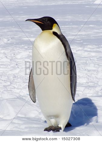 Penguin in Antarctica