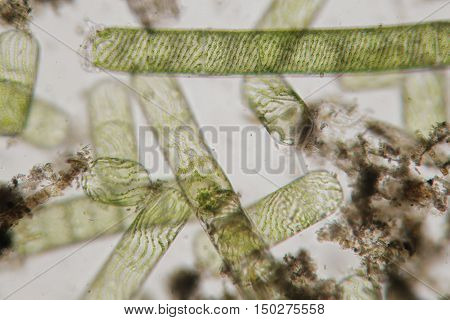 Spirogyra also water silk mermaid's tresses blanket weed. Genus of filamentous charophyte green algae of the order Zygnematales named for the helical or spiral arrangement of the chloroplasts that is diagnostic of the genus