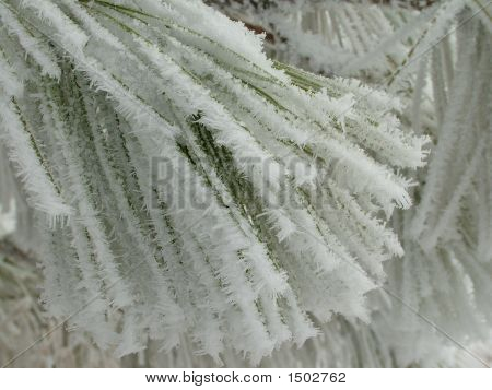 Frosty aghi