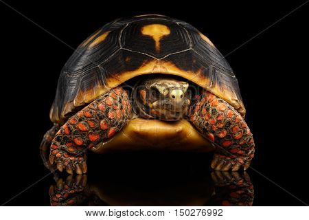 Close-up of Red-footed tortoises, Chelonoidis carbonaria, Isolated black background with reflection, front view on funny pose