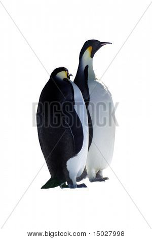 Pinguins isolados