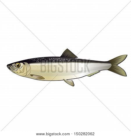 Herring, isolated raster illustration on white background