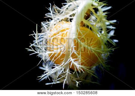 Ripe Yellow Passiflora Foetida Fruit On Black Background.