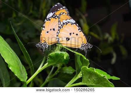 Plain Tiger Butterfly (danaus Chrysippus Butterfly) Butterflies Mating With On Background.