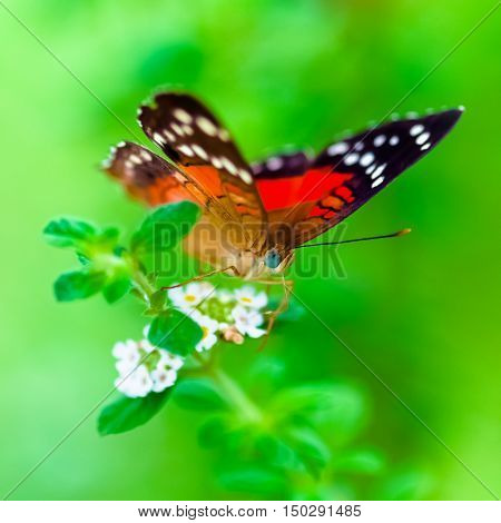 Scarlet Peacock anartia amathea buterfly green background square composition
