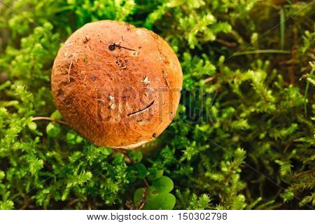 Edible mushroom in a green moss the top view. Close up small depth of sharpness brown hat of a mushroom