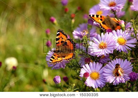 Schmetterling auf Blumen