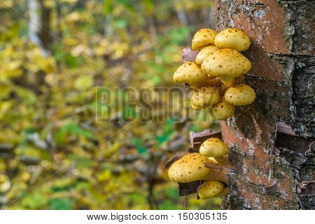 Wood Background With Pholiota Aurivella Mushrooms On A Tree