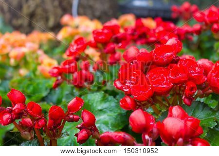 Begonias (begonia Tuberhybrida) In Garden