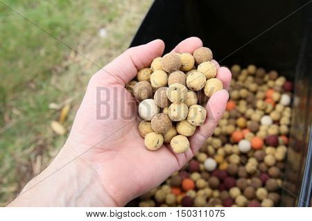 Boilies are bait for carp fishing in lakes