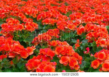Begonias (begonia Tuberhybrida) In Garden