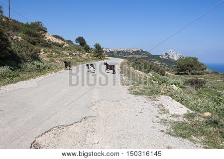 Goats in the mountains in Kos island Greece