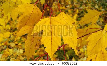 The branch of autumn tree with bright yellow foliage