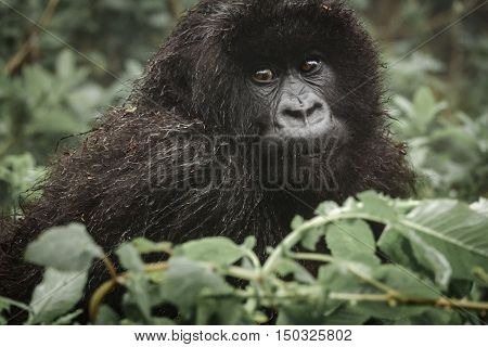Front view closeup of young mountain gorilla in the wilderness of the forest