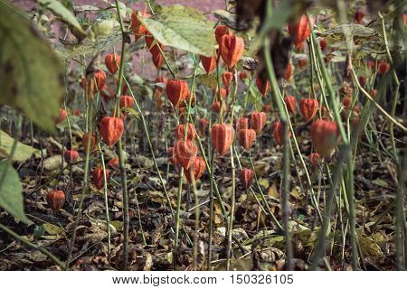 The plant is edible physalis autumn drought
