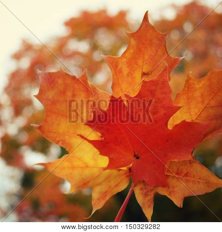 Maple Tree Leaves. Acer. Autumn On Valaam Island.