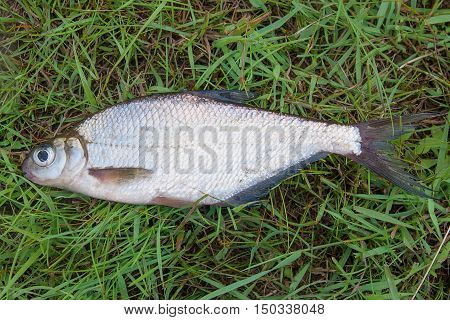One Common Bream Fish And Silver Bream Or White Bream Fish On Green Grass.