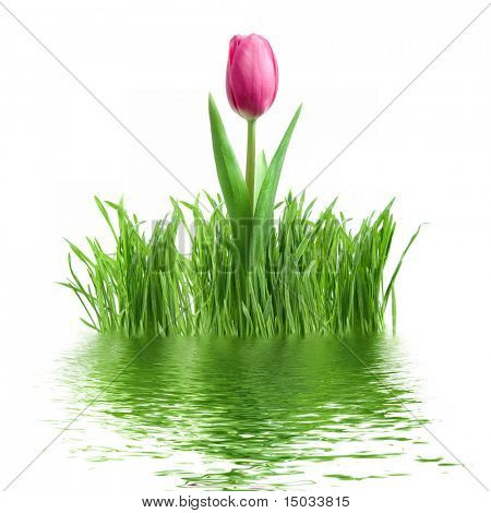 Tulipe pourpre et l'herbe verte avec réflexion isolée on white