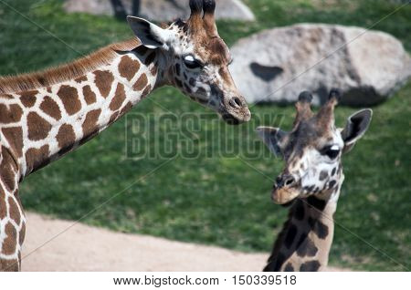 Dos jirafas africanas viviendo la vida salvaje