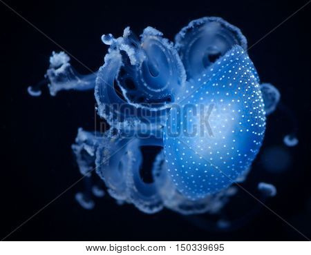 A closeup shot of a blue jellyfish
