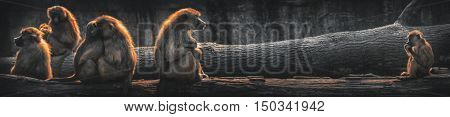 Seems to be a long distance to mother monkey