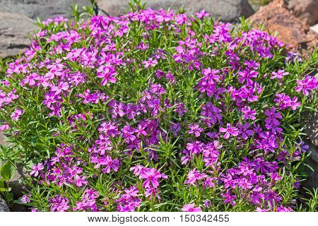 Flowers phlox styloid closeup in the garden.
