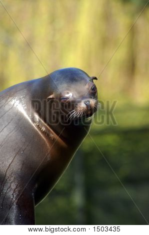 Sealion