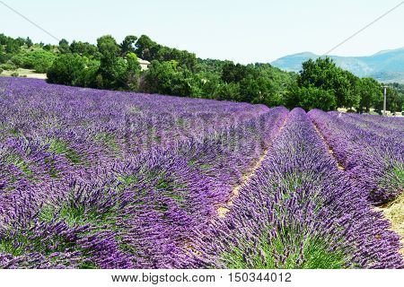 Lavender blomming flowers field with summer blue sky, France
