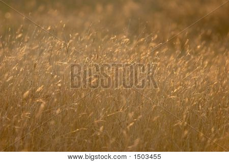 Dried Herbs, Plants