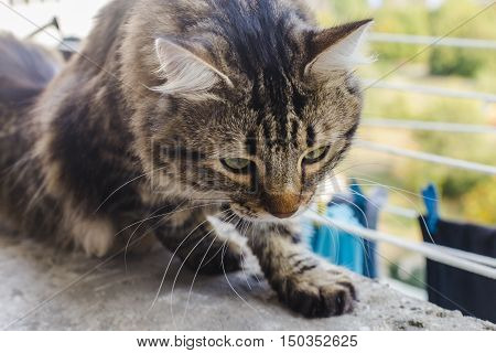 Cat In The Window