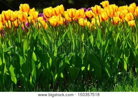 Yellow tulips on a background of flowers. Green sunny