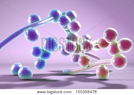 3D illustration of fungi Candida albicans which cause candidiasis, thrush, on colorful background. Pathological fungus or yeast