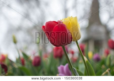 2016 September 17 Bowral NSW: Closeup of a yellow and a red tulip in the Corbett Gardens during the Tulip Time festival a series of spring celebration events in the region