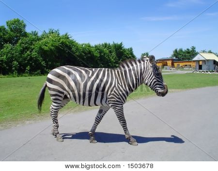 Zebra