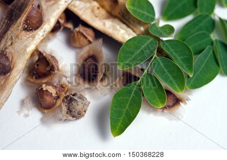 Moringa Leaf And Seed On White Background