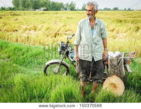 Old farmer working on rice plantation