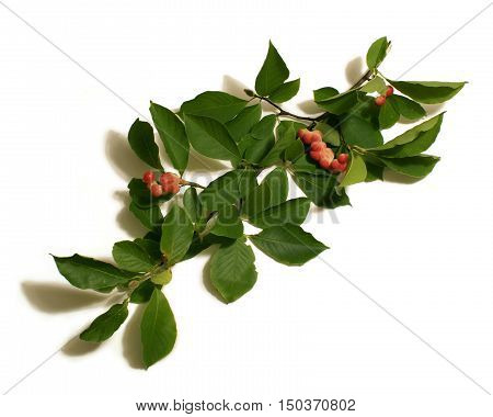 An isolated branch of the Magnolia Cucumbertree during its ripened fruit seed pod stage in the early Autumn months of Ontario Canada.
