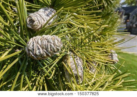 Cones growing on Japanese umbrella-pine (Sciadopitys verticillata)