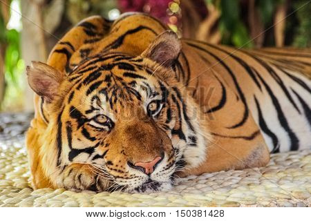 the tiger sleep on the pebbles thailand