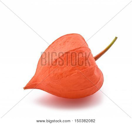 Physalis Alkekengi Calix