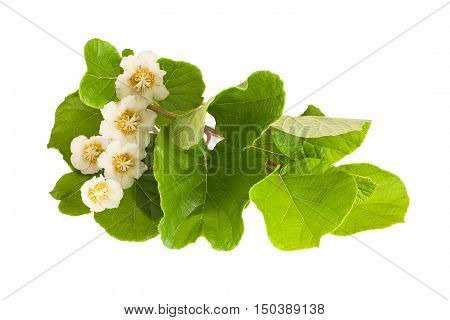Kiwifruit Branch Isolated