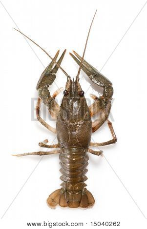 alive crayfish isolated on white