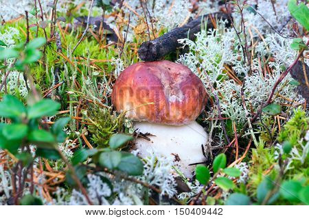 White mushrooms, grow in the forest among the moss.
