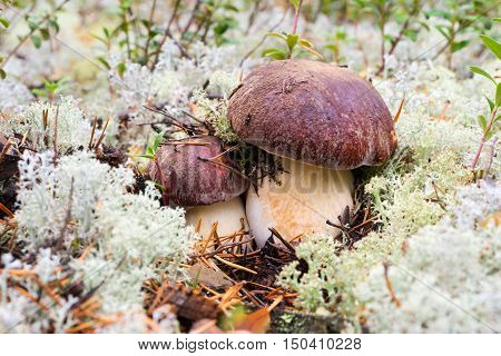 White mushrooms, grow in the forest among the moss.